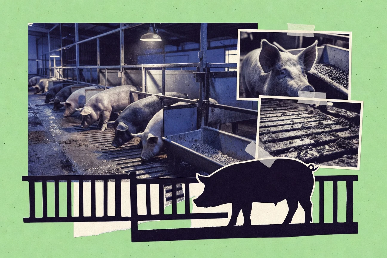 40+ Hog Industry Statistics | 2026 Data Report
